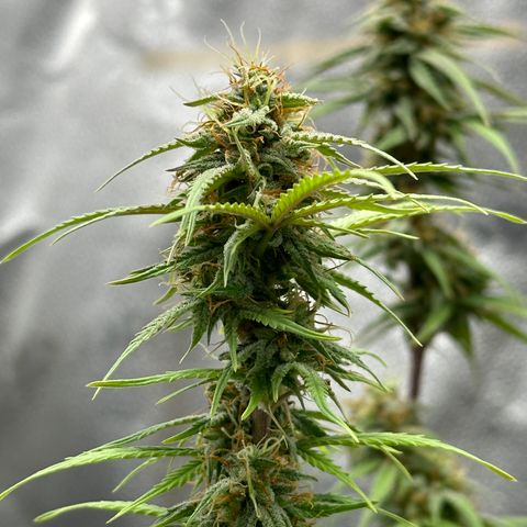 Trainwreck Auto growlog timeline photo