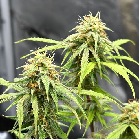 Trainwreck Auto growlog timeline photo