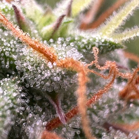 Trainwreck Auto growlog timeline photo