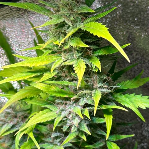 Pink Runtz Auto growlog timeline photo