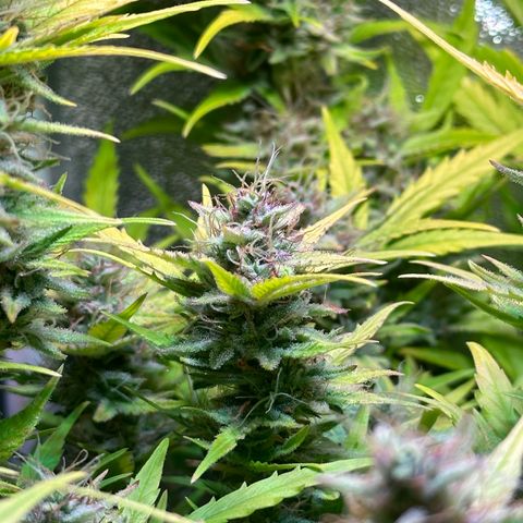 Pink Runtz Auto growlog timeline photo