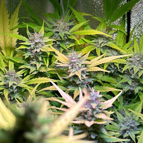 Pink Runtz Auto growlog timeline photo