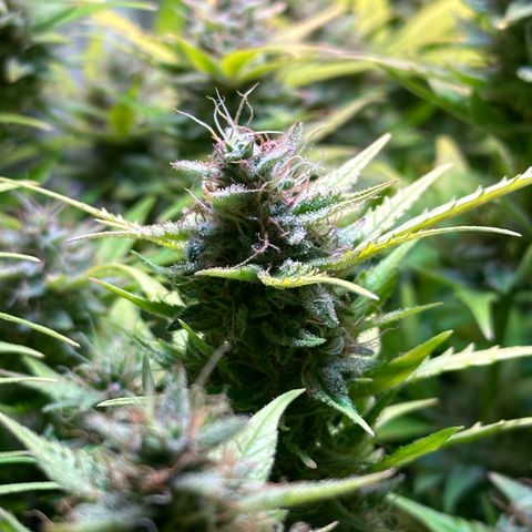 Pink Runtz Auto growlog timeline photo