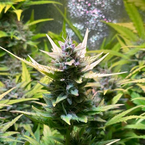 Pink Runtz Auto growlog timeline photo