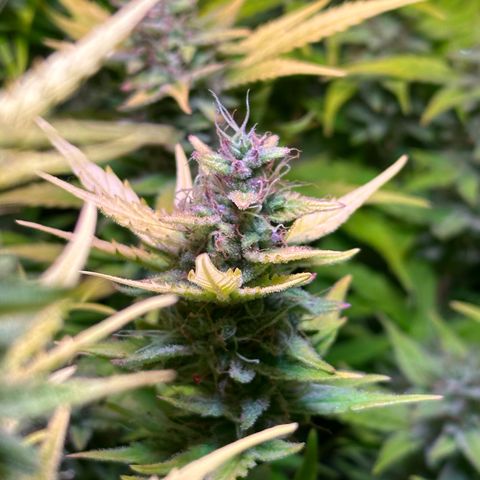 Pink Runtz Auto growlog timeline photo