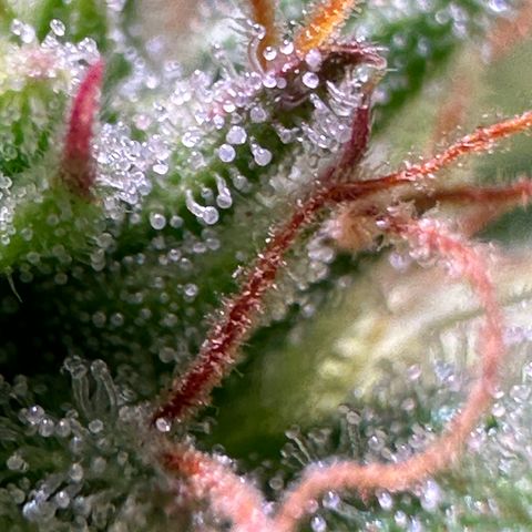 Pink Runtz Auto growlog timeline photo