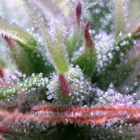 Pink Runtz Auto growlog timeline photo