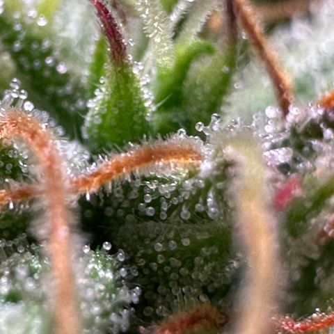 Pink Runtz Auto growlog timeline photo