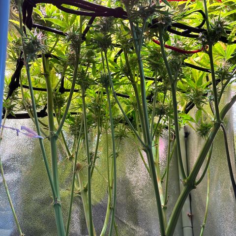 Pink Runtz Auto growlog timeline photo