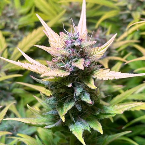 Pink Runtz Auto growlog timeline photo