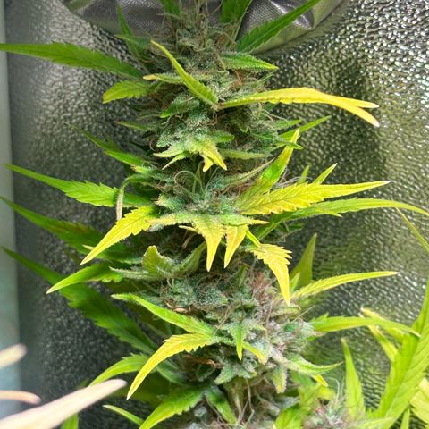 Pink Runtz Auto growlog timeline photo