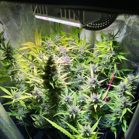 Pink Runtz Auto growlog timeline photo