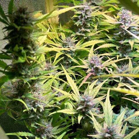 Pink Runtz Auto growlog timeline photo