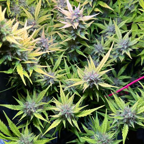 Pink Runtz Auto growlog timeline photo