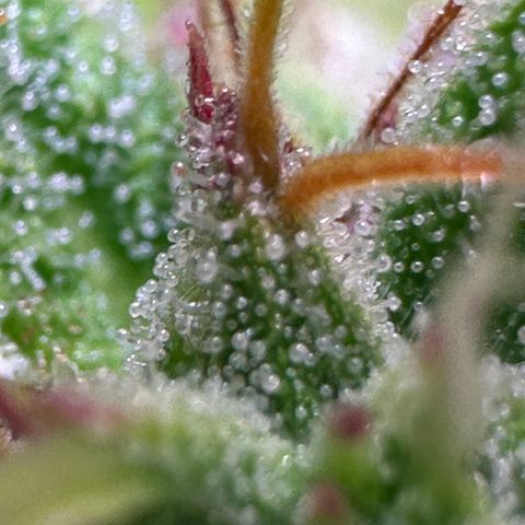 Pink Runtz Auto growlog timeline photo