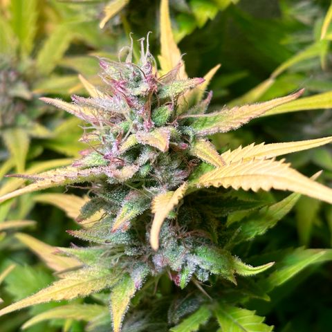 Pink Runtz Auto growlog timeline photo