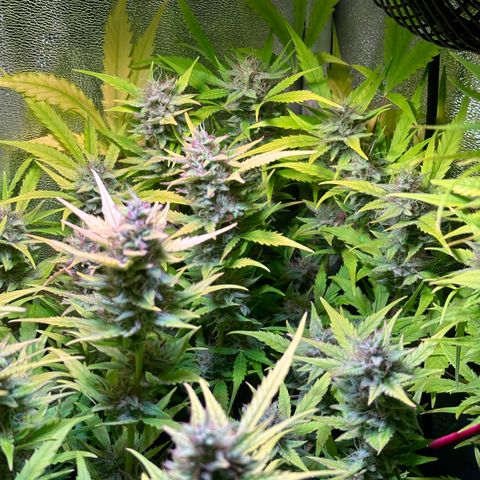 Pink Runtz Auto growlog timeline photo