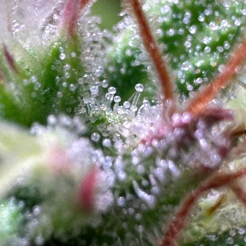 Pink Runtz Auto growlog timeline photo
