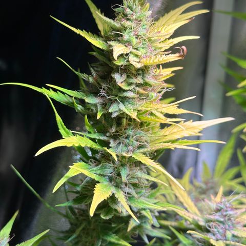 Pink Runtz Auto growlog timeline photo