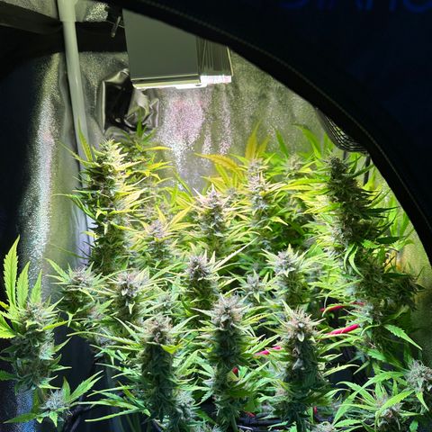 Pink Runtz Auto growlog timeline photo
