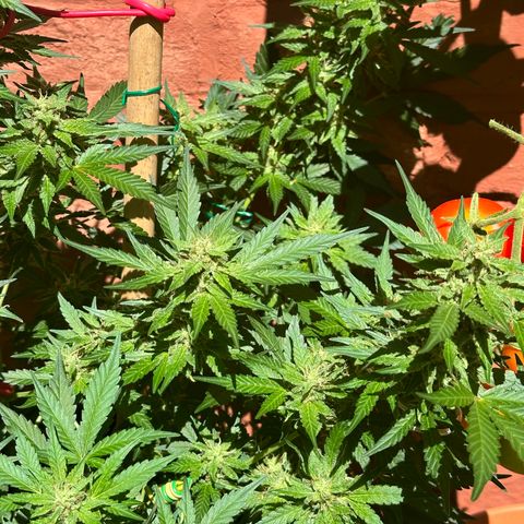 Cosmos F1 growlog timeline photo