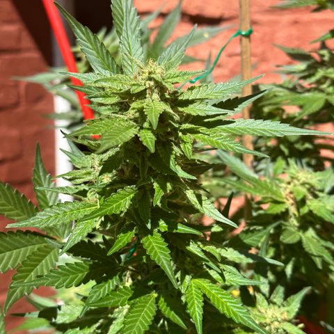 Cosmos F1 growlog timeline photo
