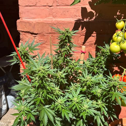 Cosmos F1 growlog timeline photo