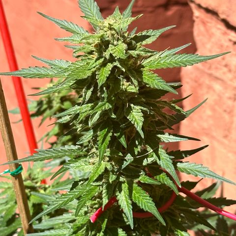 Cosmos F1 growlog timeline photo