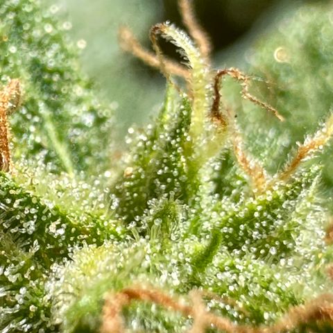 Cosmos F1 growlog timeline photo