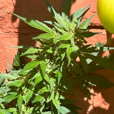 Cosmos F1 growlog timeline photo