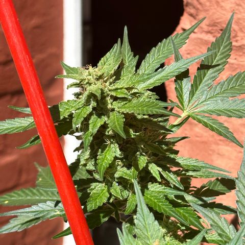 Cosmos F1 growlog timeline photo
