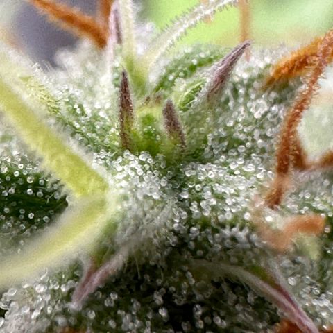 Trainwreck Auto growlog timeline photo