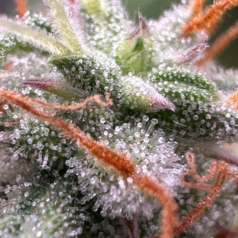 Trainwreck Auto growlog timeline photo