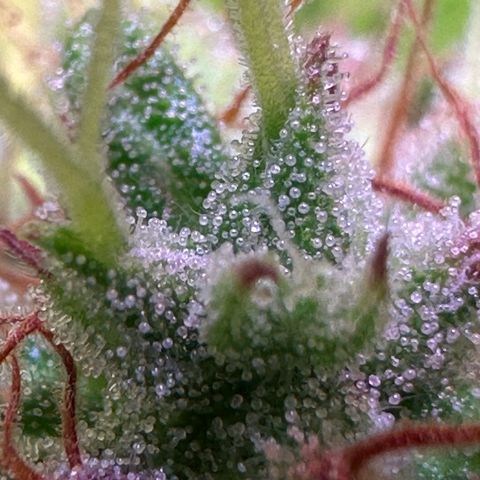 Pink Runtz Auto growlog timeline photo