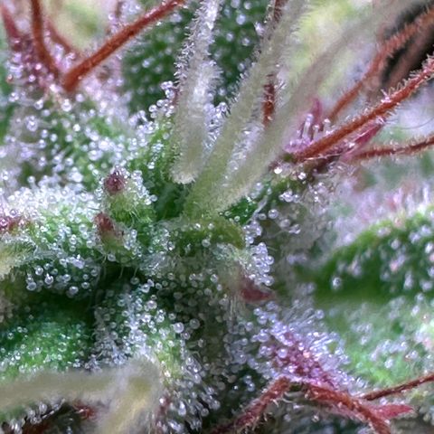Pink Runtz Auto growlog timeline photo
