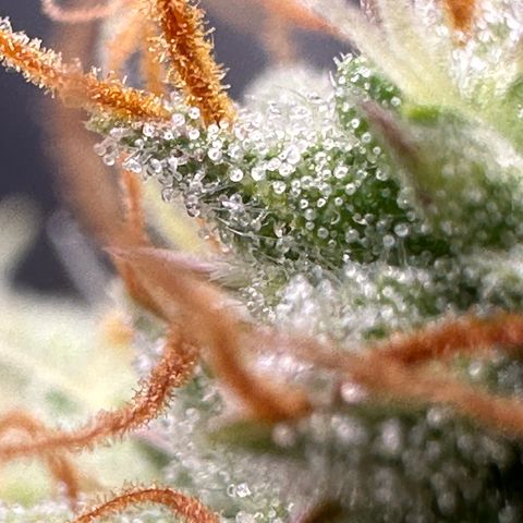 Trainwreck Auto growlog timeline photo
