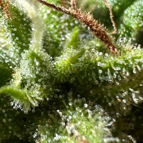 Cosmos F1 growlog timeline photo
