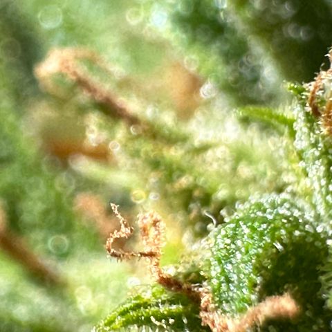 Cosmos F1 growlog timeline photo