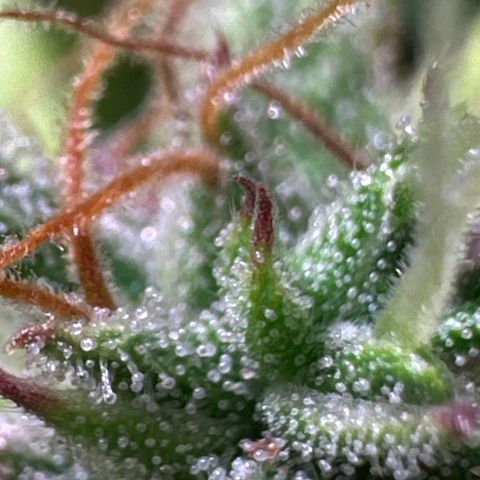 Pink Runtz Auto growlog timeline photo