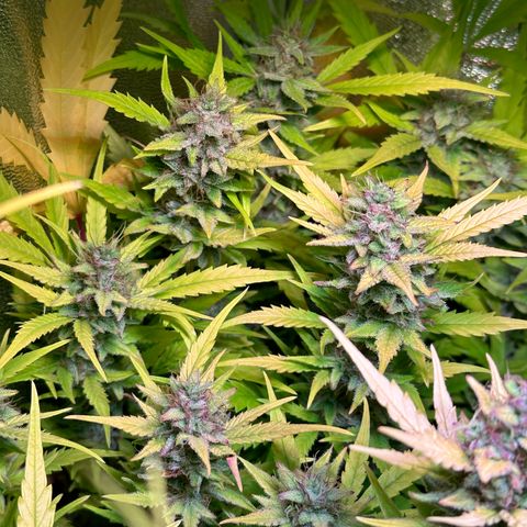 Pink Runtz Auto growlog timeline photo