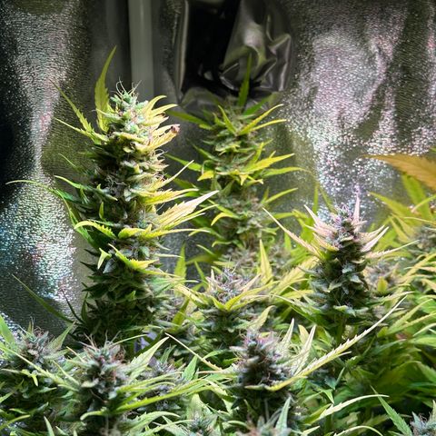 Pink Runtz Auto growlog timeline photo