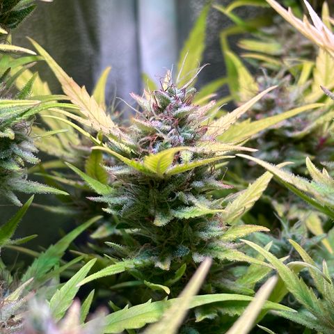 Pink Runtz Auto growlog timeline photo
