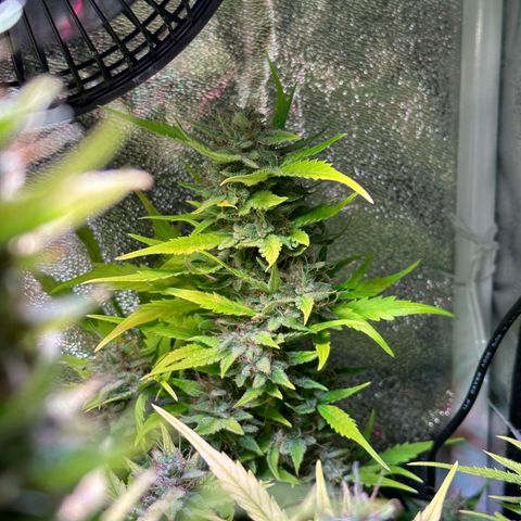 Pink Runtz Auto growlog timeline photo