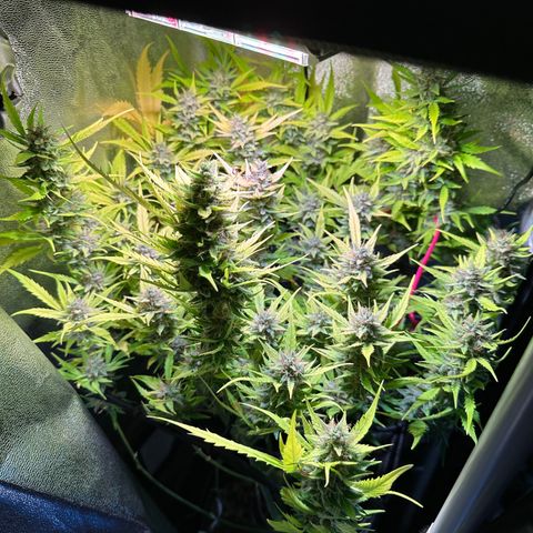 Pink Runtz Auto growlog timeline photo