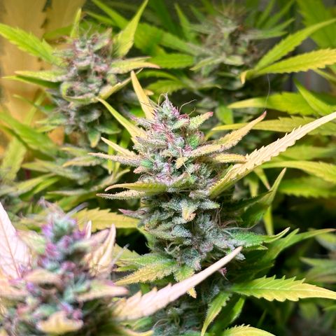 Pink Runtz Auto growlog timeline photo