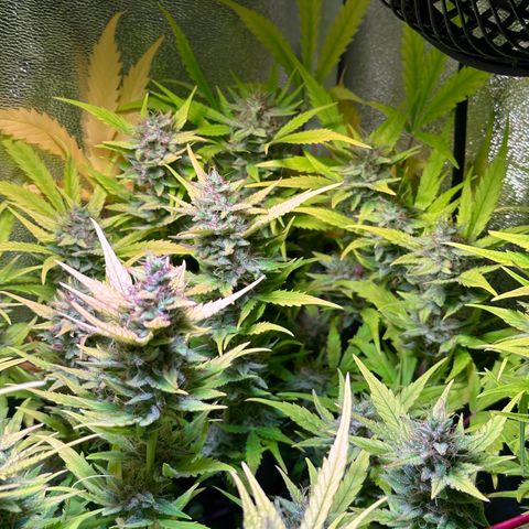 Pink Runtz Auto growlog timeline photo