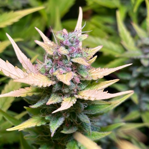 Pink Runtz Auto growlog timeline photo