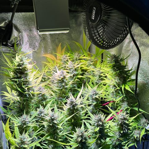 Pink Runtz Auto growlog timeline photo