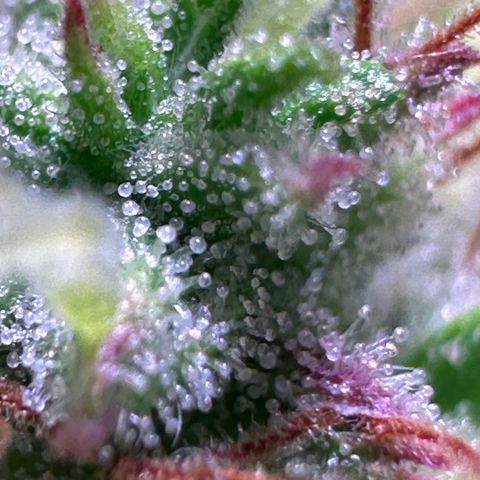Pink Runtz Auto growlog timeline photo