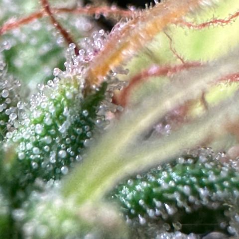 Pink Runtz Auto growlog timeline photo